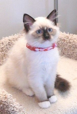 Maddie & Hobbs: Stunning Ragdoll Kittens with Signature Blaze Patterns