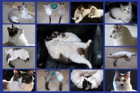 A Heartwarming Ragdoll Rescue: The Story of Ms. Trinity & Mr. Tyler