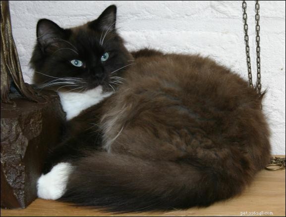 Mink Cats: Understanding the Beautiful Ragdoll Color Variant