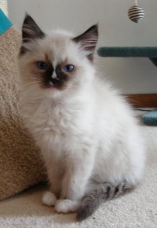 Maddie & Hobbs: Stunning Ragdoll Kittens with Signature Blaze Patterns