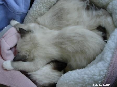 Maddie & Hobbs: Stunning Ragdoll Kittens with Signature Blaze Patterns