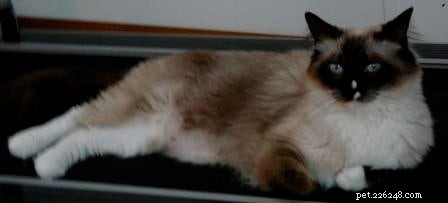 Maddie & Hobbs: Stunning Ragdoll Kittens with Signature Blaze Patterns