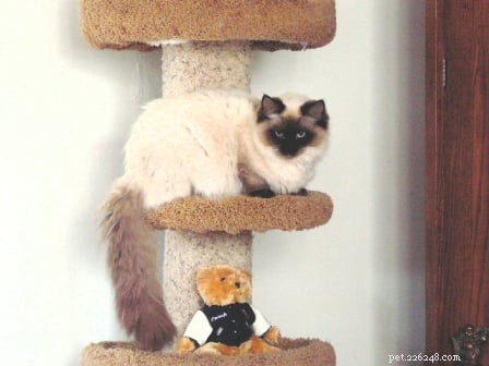 Maddie & Hobbs: Stunning Ragdoll Kittens with Signature Blaze Patterns
