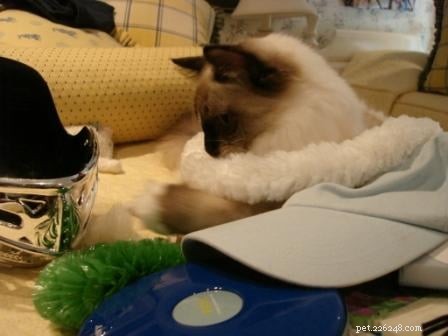 Maddie & Hobbs: Stunning Ragdoll Kittens with Signature Blaze Patterns
