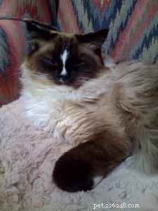 Maddie & Hobbs: Stunning Ragdoll Kittens with Signature Blaze Patterns