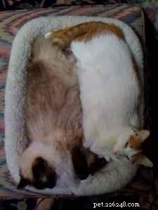 Maddie & Hobbs: Stunning Ragdoll Kittens with Signature Blaze Patterns