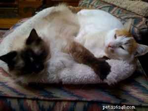 Maddie & Hobbs: Stunning Ragdoll Kittens with Signature Blaze Patterns