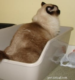 The Ultimate Guide to Choosing and Maintaining a Clean Cat Litter Box