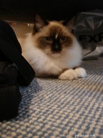 Maddie & Hobbs: Stunning Ragdoll Kittens with Signature Blaze Patterns