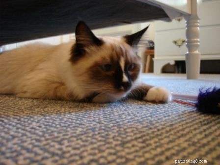 Maddie & Hobbs: Stunning Ragdoll Kittens with Signature Blaze Patterns