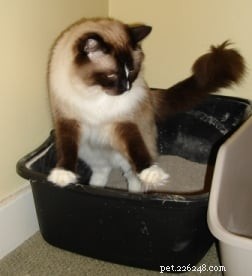 The Ultimate Guide to Choosing and Maintaining a Clean Cat Litter Box