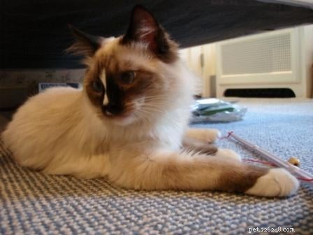 Maddie & Hobbs: Stunning Ragdoll Kittens with Signature Blaze Patterns