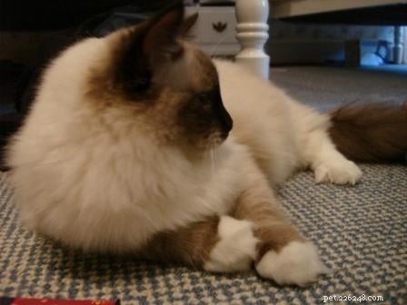 Maddie & Hobbs: Stunning Ragdoll Kittens with Signature Blaze Patterns