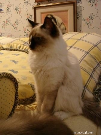 Maddie & Hobbs: Stunning Ragdoll Kittens with Signature Blaze Patterns
