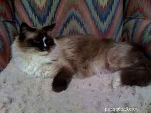 Maddie & Hobbs: Stunning Ragdoll Kittens with Signature Blaze Patterns