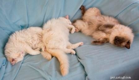 Step-by-Step Guide: Introducing New Cats to Your Home Safely and Smoothly