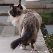 When to Schedule Your Cat’s Vet Visits: Expert Guidelines