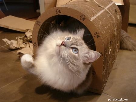 Trigg: The Charming Blue Lynx Mitted Ragdoll Cat