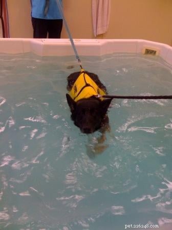 Tucker s Tibial Tuberosity Advancement Surgery: Recovery Journey of a 9-Year-Old German Shepherd