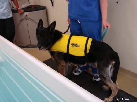 Tucker s Tibial Tuberosity Advancement Surgery: Recovery Journey of a 9-Year-Old German Shepherd