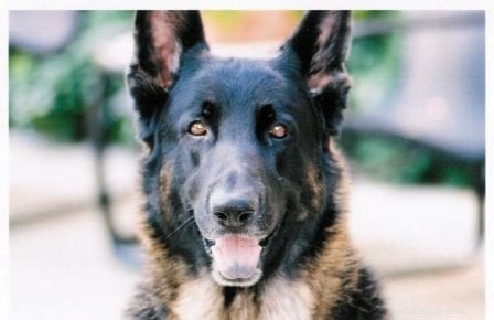 Tucker s Tibial Tuberosity Advancement Surgery: Recovery Journey of a 9-Year-Old German Shepherd