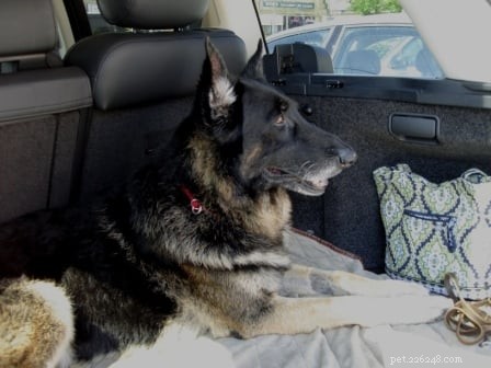 Tucker s Tibial Tuberosity Advancement Surgery: Recovery Journey of a 9-Year-Old German Shepherd