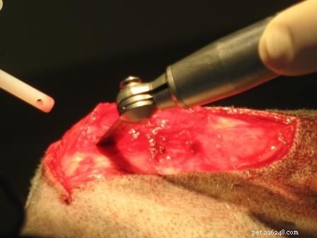 Tucker s Tibial Tuberosity Advancement Surgery: Recovery Journey of a 9-Year-Old German Shepherd