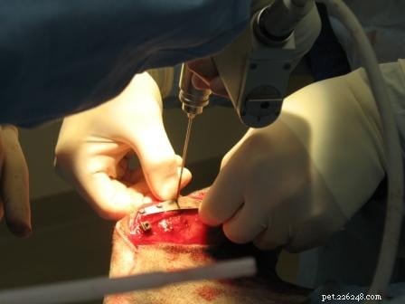 Tucker s Tibial Tuberosity Advancement Surgery: Recovery Journey of a 9-Year-Old German Shepherd