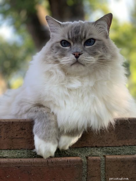 Trigg: The Charming Blue Lynx Mitted Ragdoll Cat