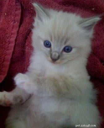 Trigg: The Charming Blue Lynx Mitted Ragdoll Cat