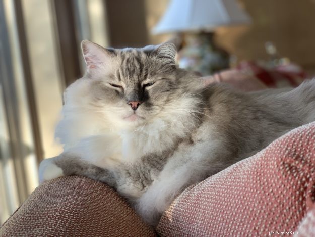 Trigg: The Charming Blue Lynx Mitted Ragdoll Cat