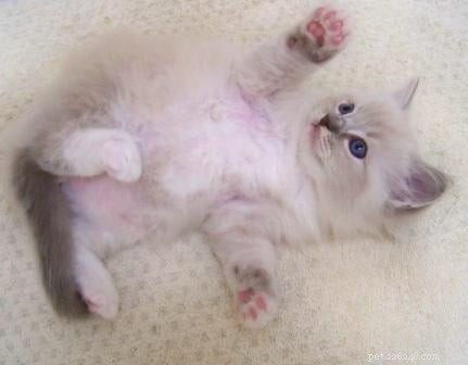 Trigg: The Charming Blue Lynx Mitted Ragdoll Cat