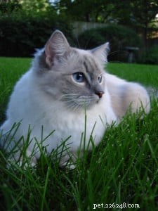 Trigg: The Charming Blue Lynx Mitted Ragdoll Cat