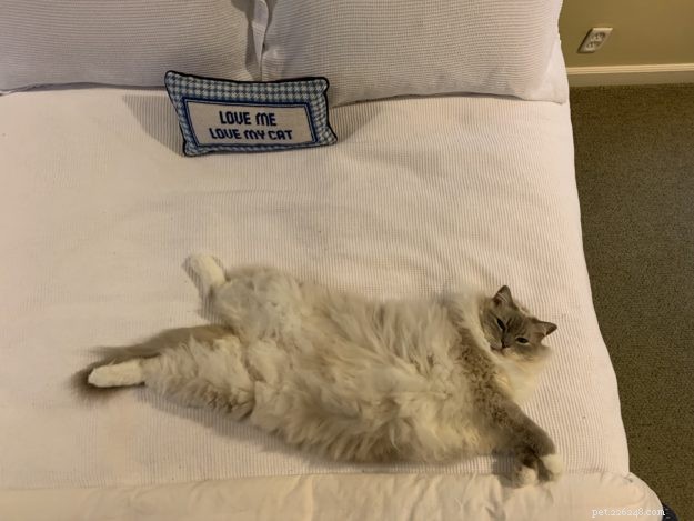 Trigg: The Charming Blue Lynx Mitted Ragdoll Cat