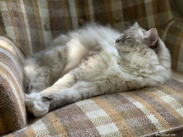 Trigg: The Charming Blue Lynx Mitted Ragdoll Cat