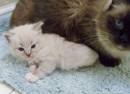 Trigg: The Charming Blue Lynx Mitted Ragdoll Cat