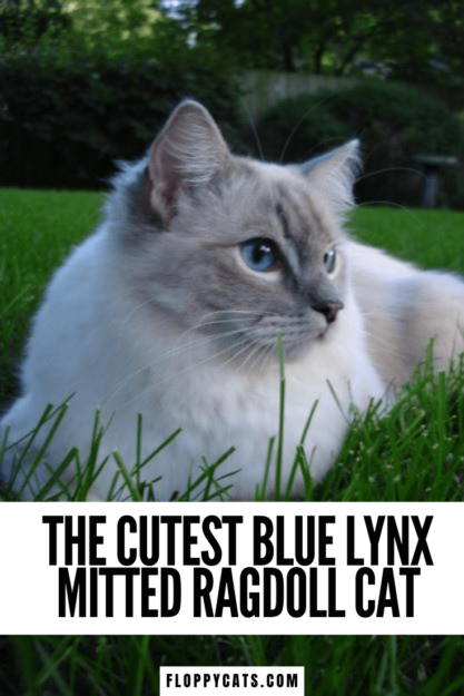 Trigg: The Charming Blue Lynx Mitted Ragdoll Cat