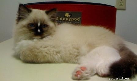 Sleepypod Mobile Pet Bed: Comfort & Convenience for Your Pet