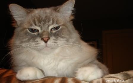 Meet Skyy: The Elegant Blue Lynx-Mitted Ragdoll Cat