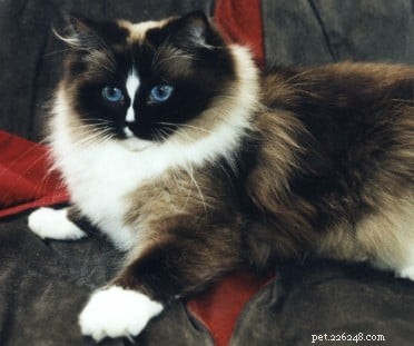 Seal-Mitted Ragdoll: Elegant Dark Brown Points & White Chin