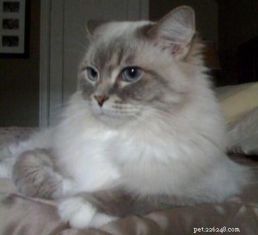 Meet Skyy: The Elegant Blue Lynx-Mitted Ragdoll Cat