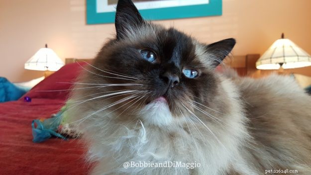 Meet Skyy: The Elegant Blue Lynx-Mitted Ragdoll Cat