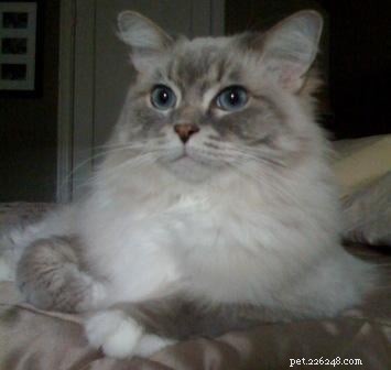 Meet Skyy: The Elegant Blue Lynx-Mitted Ragdoll Cat