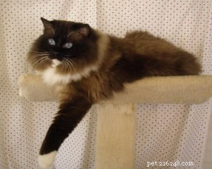 Meet Skyy: The Elegant Blue Lynx-Mitted Ragdoll Cat