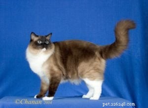 Seal-Mitted Ragdoll: Elegant Dark Brown Points & White Chin