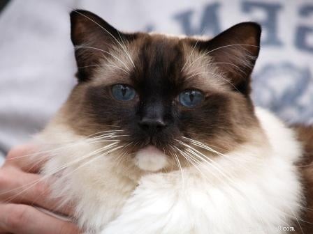 Seal-Mitted Ragdoll: Elegant Dark Brown Points & White Chin