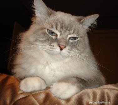 Meet Skyy: The Elegant Blue Lynx-Mitted Ragdoll Cat