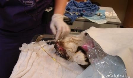 Rags  Remarkable Journey: 3 Years Surviving Lymphoma Against the Odds