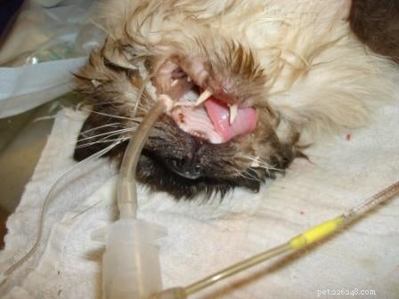 Rags  Remarkable Journey: 3 Years Surviving Lymphoma Against the Odds