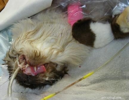 Rags  Remarkable Journey: 3 Years Surviving Lymphoma Against the Odds